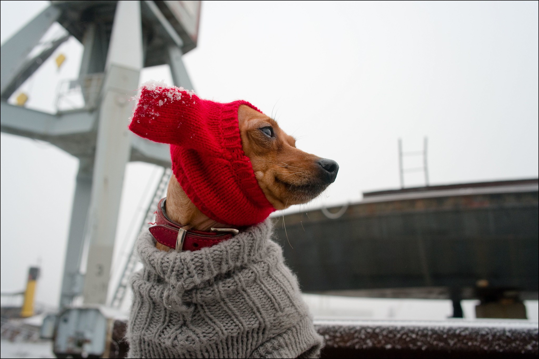 Hund mit Mütze